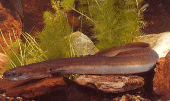 Flu�aal (Anguilla anguilla)